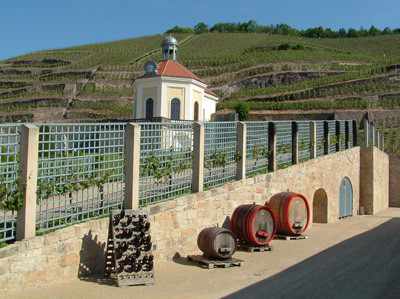 Weinbergwanderung Weinbergfuehrung