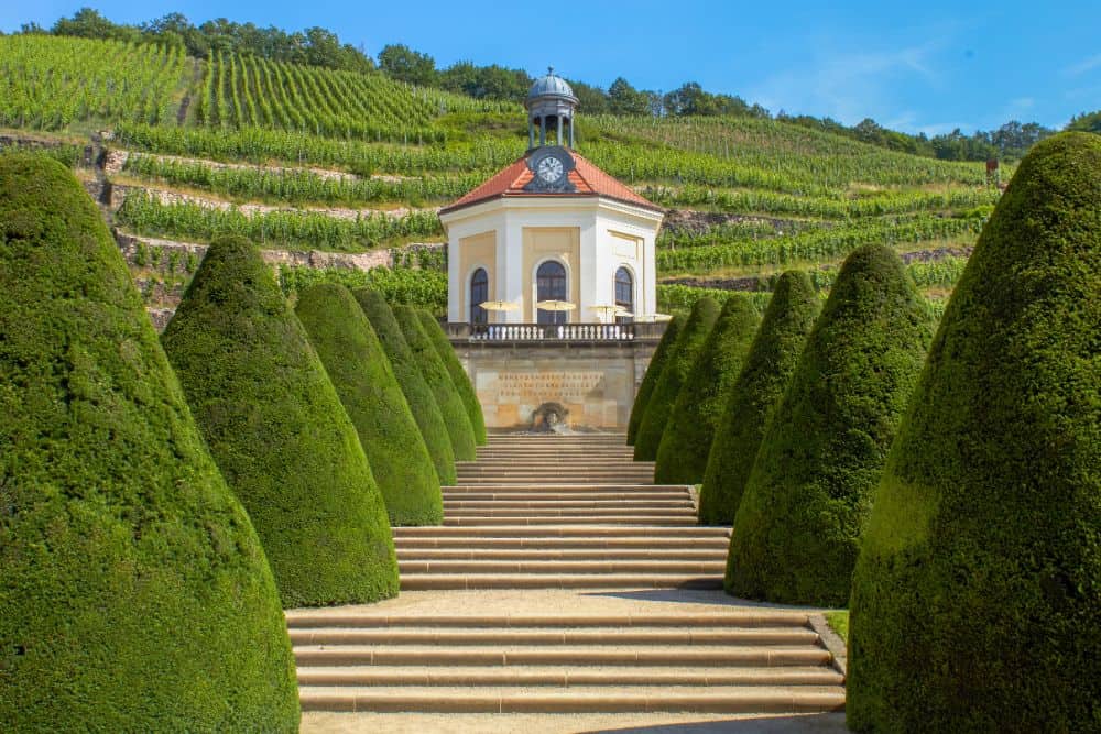 Vineyards near Schloss Wackerbarth