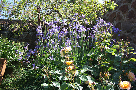 Blühende Iris und Rosen im Garten der Ferienwohnung Radebeul
