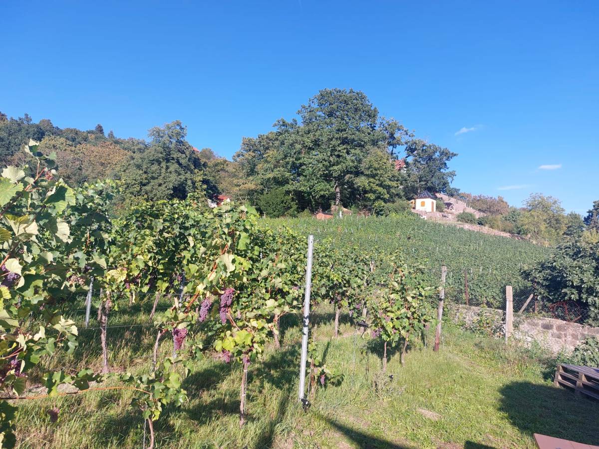 Gäste sitzen bei einer Straußwirtschaft zwischen den Rebzeilen in Radebeul