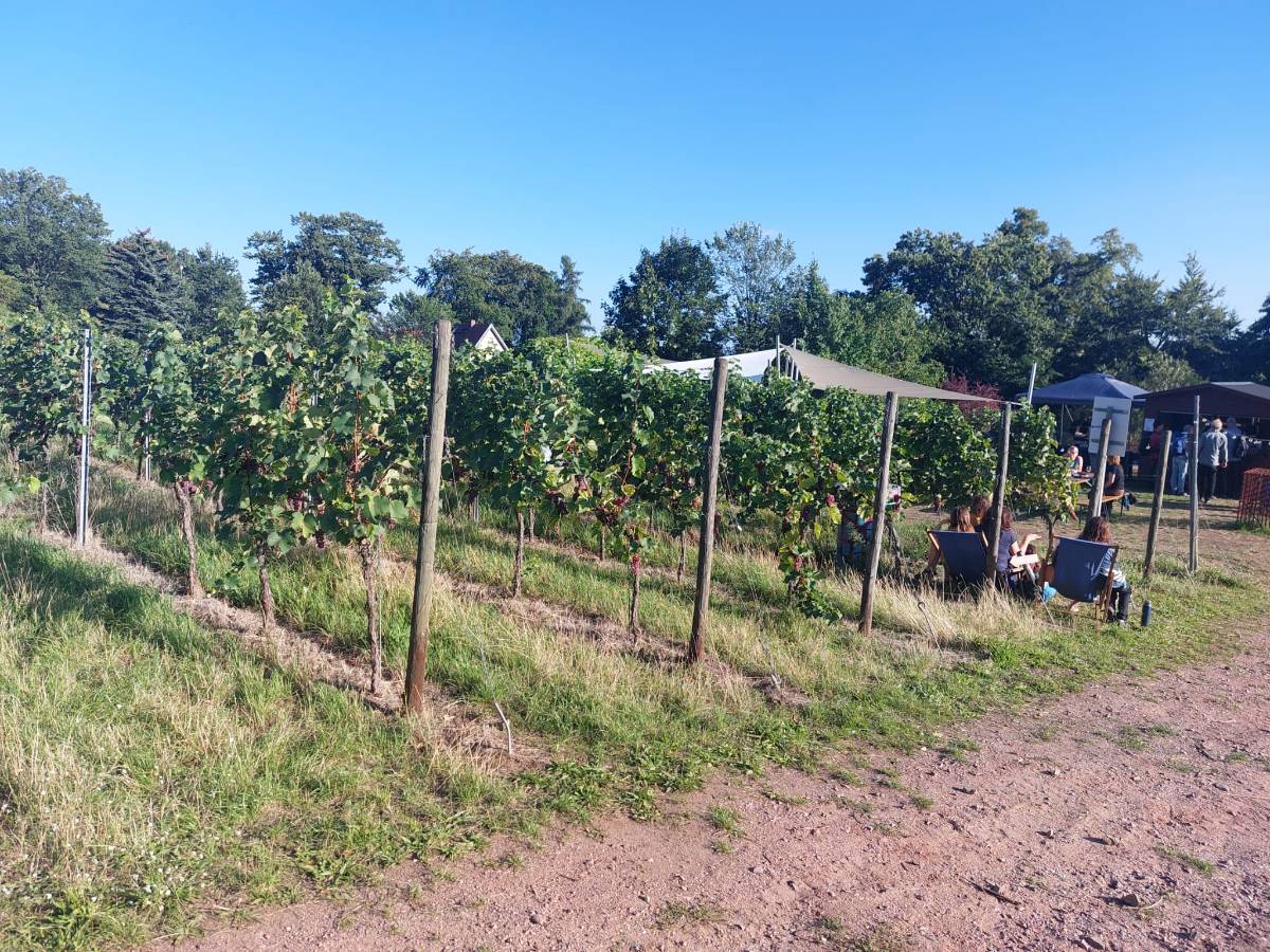 Reife Trauben an den Rebzeilen eines Weinbergs in Radebeul