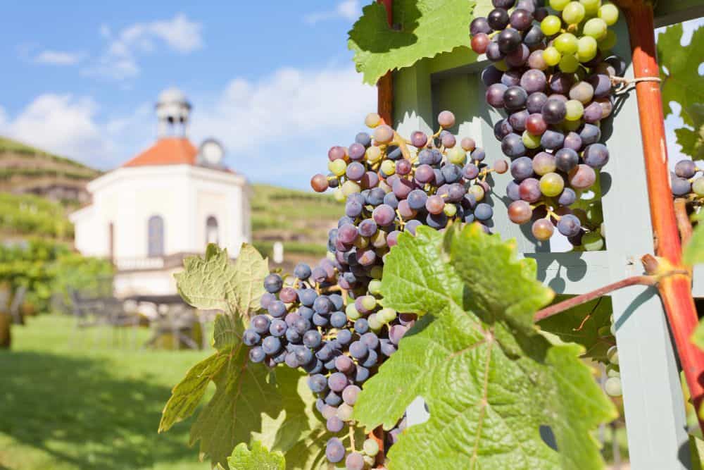 Vineyards with a wine arbour near Radebeul