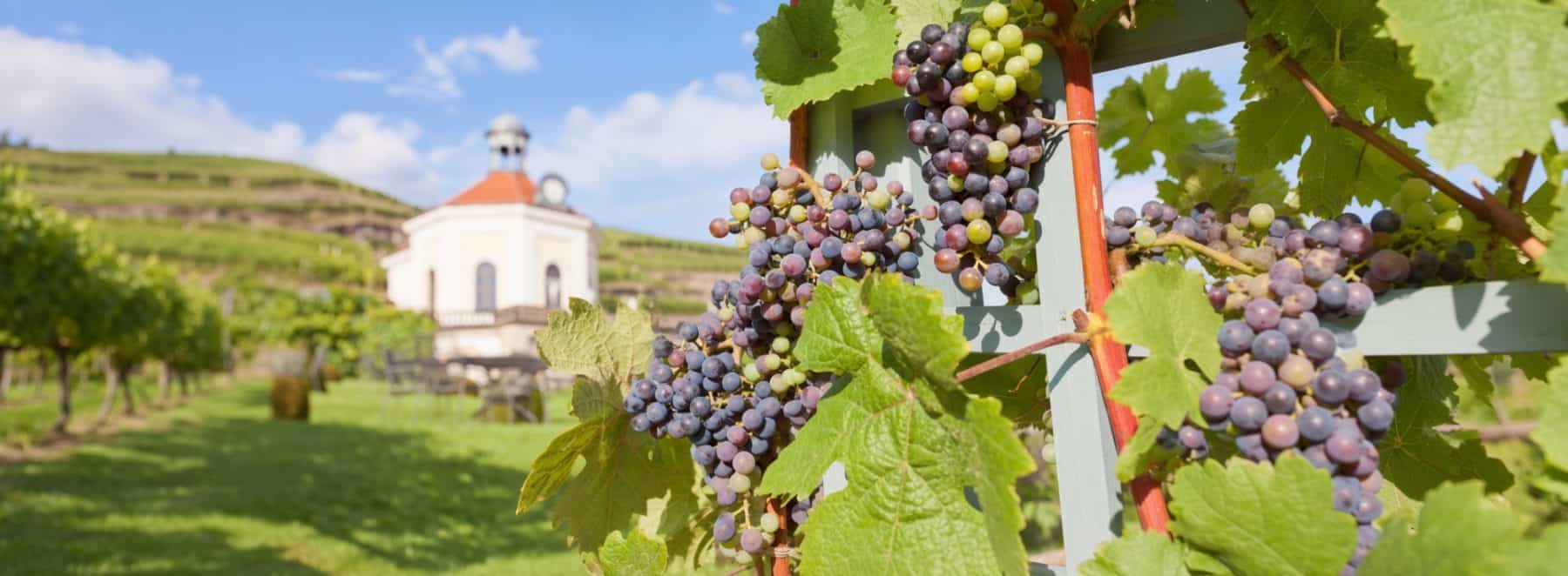 Vineyards with a wine arbour near Radebeul