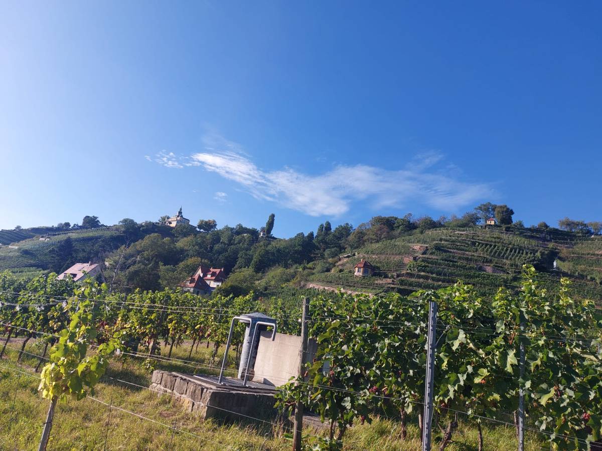 Blick aus den Radebeuler Weinbergen hinauf zum Spitzhaus über der Lößnitz