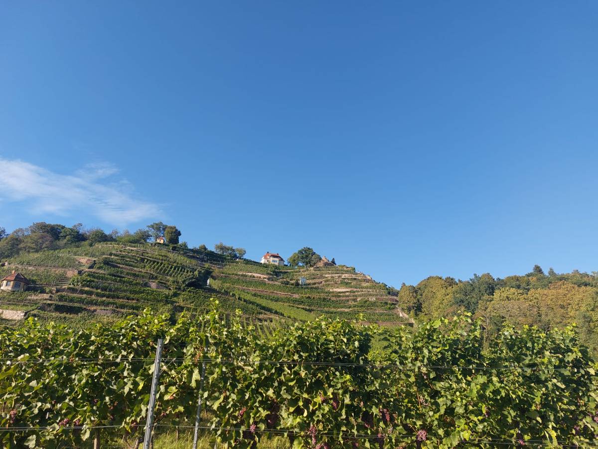 Weinberge in Radebeul mit Villen am Hang und dem Spitzhaus im Hintergrund