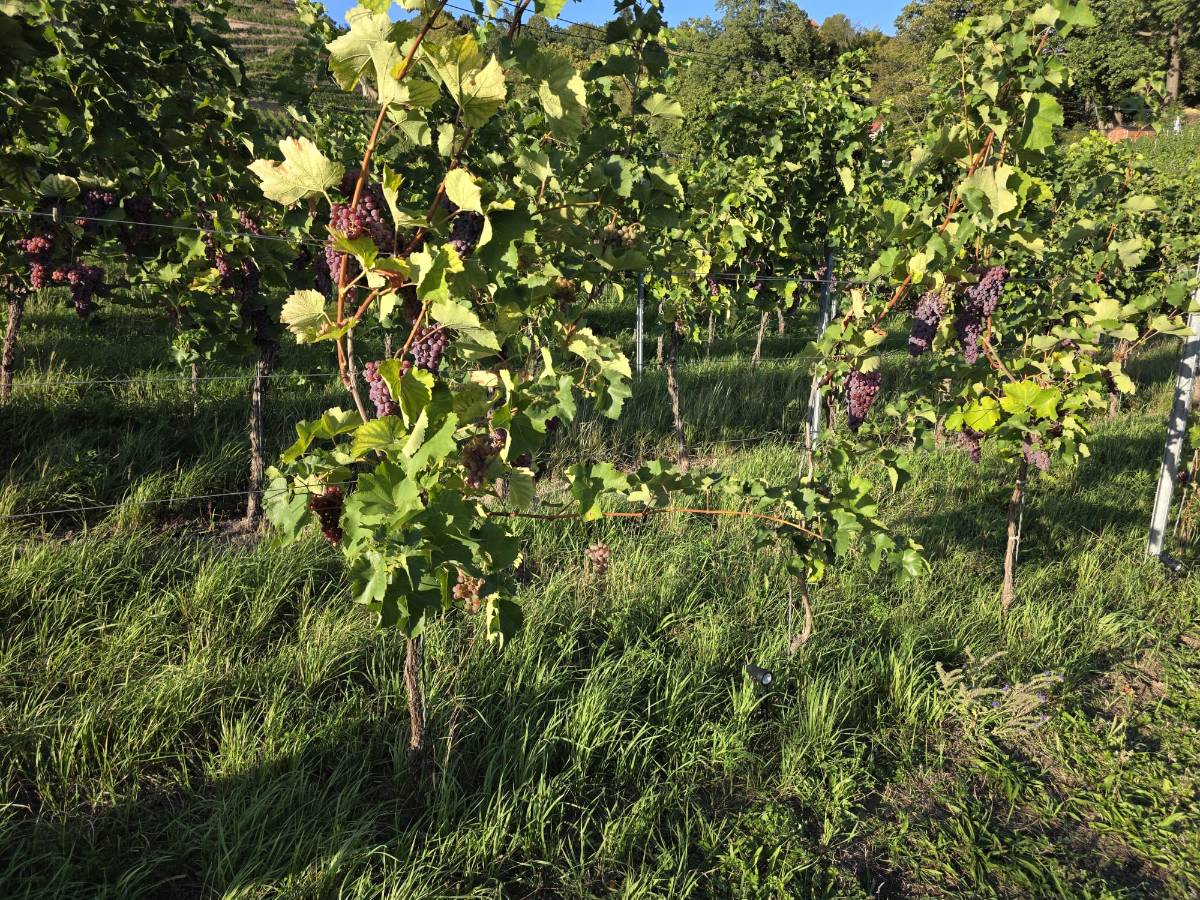 Steile Weinbergterrassen der Lößnitz unterhalb des Spitzhauses in Radebeul