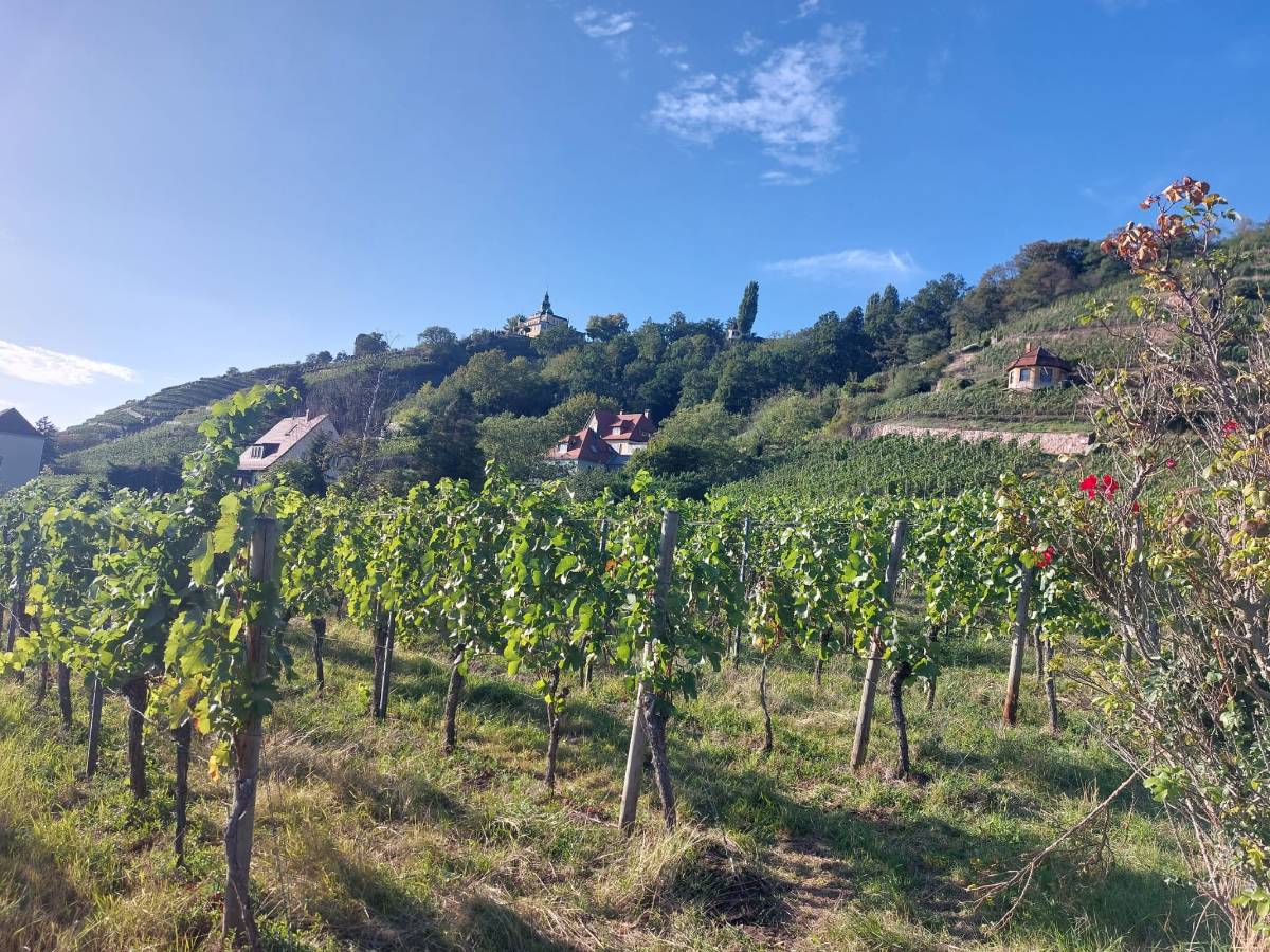 Garten der Villa Tini in Radebeul mit Rasenfläche, Staudenbeet und Sonnenschirm